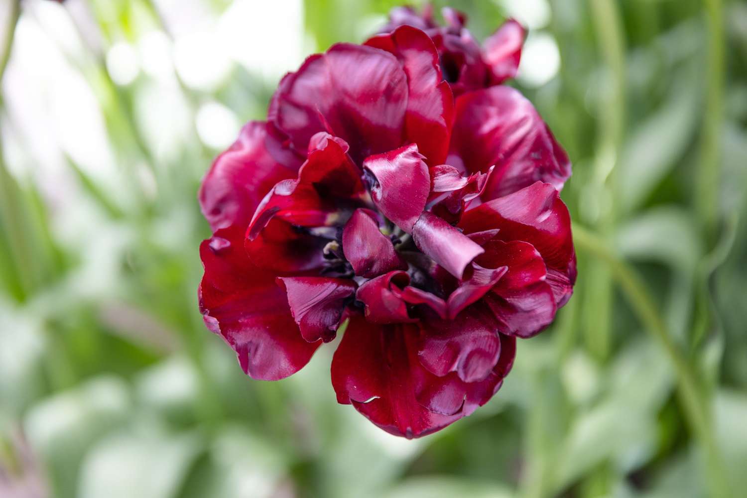 Tulppaani 'Palmyra'